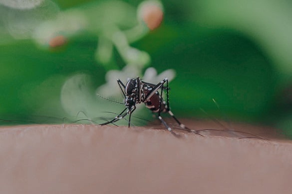 Izúcar de Matamoros, municipio con más casos de dengue en Puebla: Salud