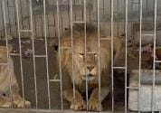 En cateo, FGR rescata a dos leones en el municipio de Oriental, Puebla