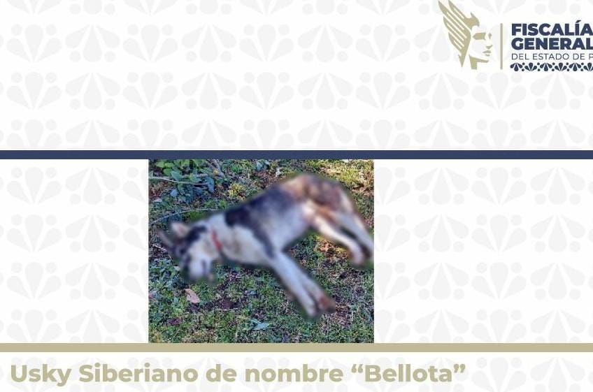 Logra la FGE vinculación a proceso de detenido por caso de crueldad animal en Zacapoaxtla