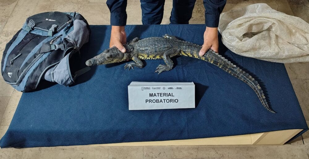 Policía Estatal Turística halla un cocodrilo dentro de una mochila abandonada en el Zócalo de Puebla
