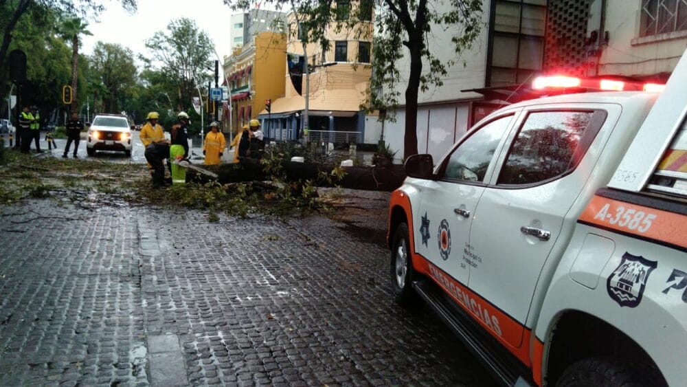 Atienden Protección Civil Municipal, Estatal y Control de Tránsito caída de árbol en la Avenida Juárez, descartan personas lesionadas
