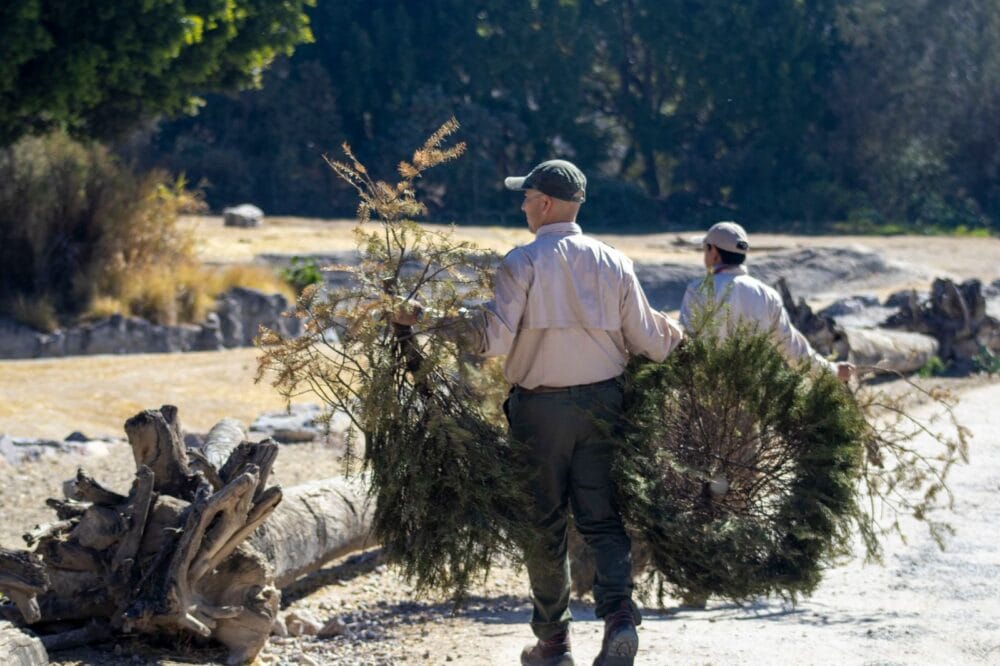Gobierno de la Ciudad y Africam Safari inician campaña de reciclaje de árboles de Navidad