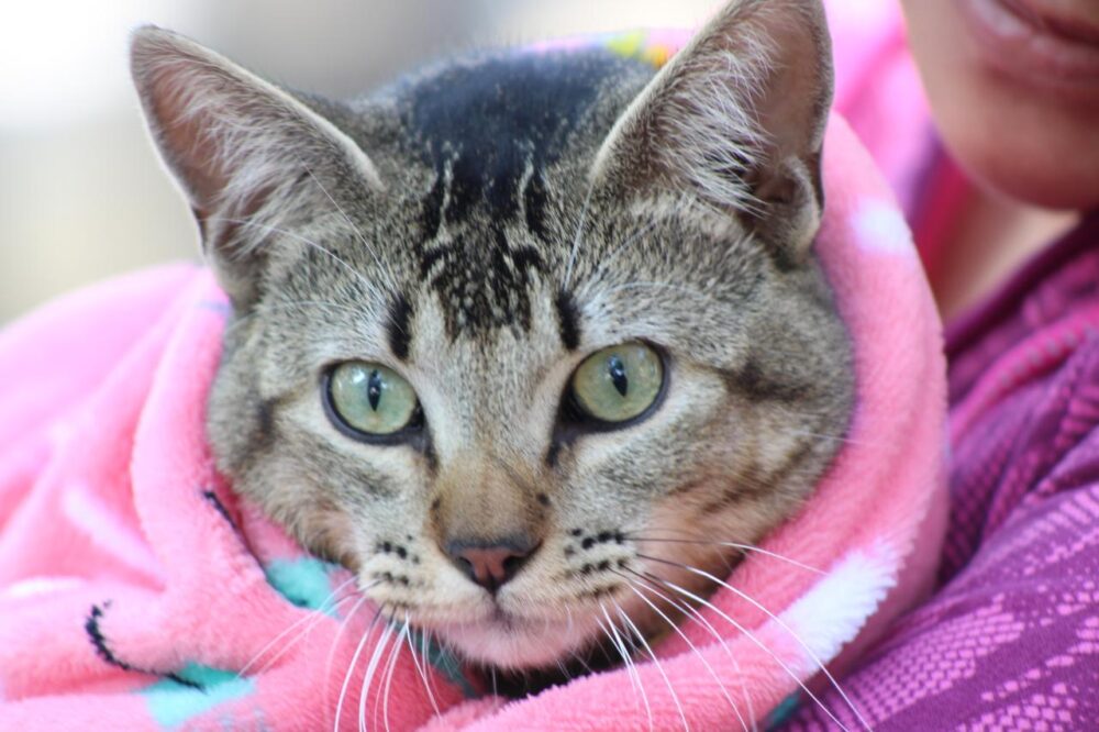 Emite Gobierno de la Ciudad medidas para el cuidado de mascotas ante temporada de frío