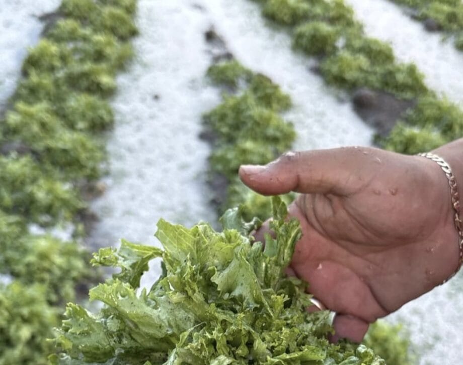 Personal de Desarrollo Rural, evaluará las afectaciones en cultivos tras caída de granizo en San Gabriel Chilac