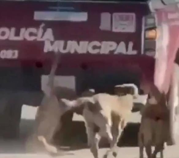 FGE busca a responsables de muerte de canino en Xochiltepec; advierten cero tolerancia al maltrato animal