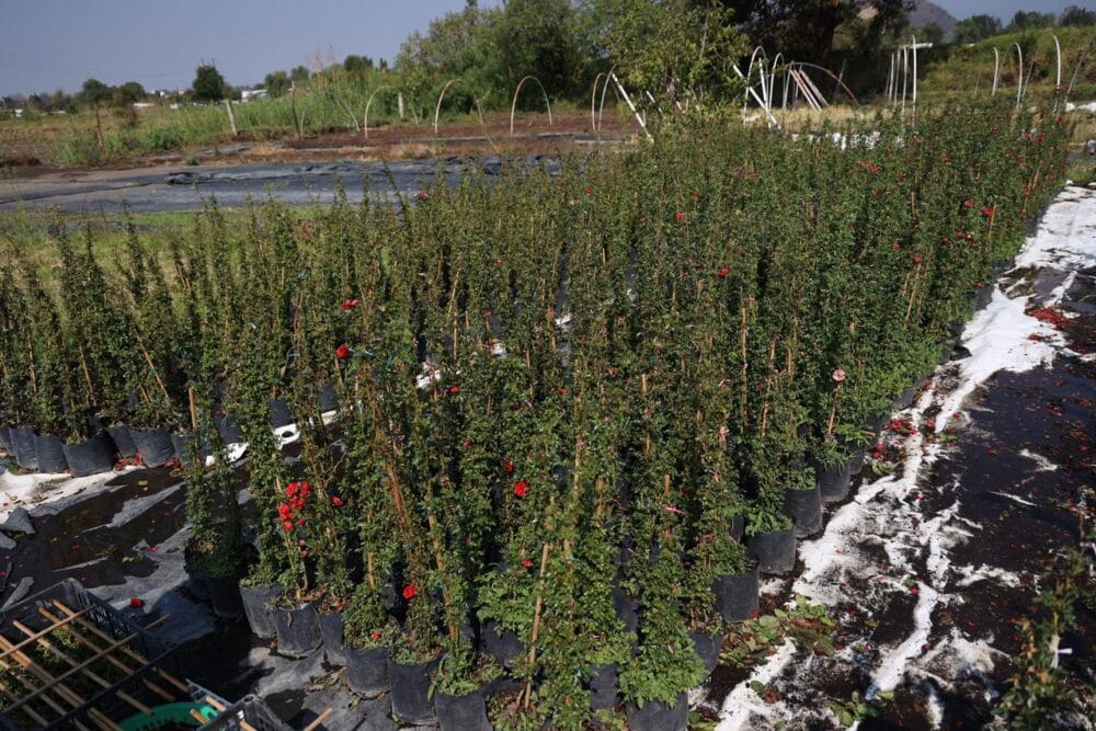 Con respuesta inmediata, Gobierno de Puebla atiende afectaciones por granizada en Atlixco