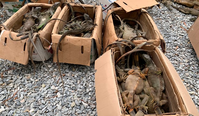 Rescatan 192 iguanas verdes transportadas en autobús, en Oaxaca