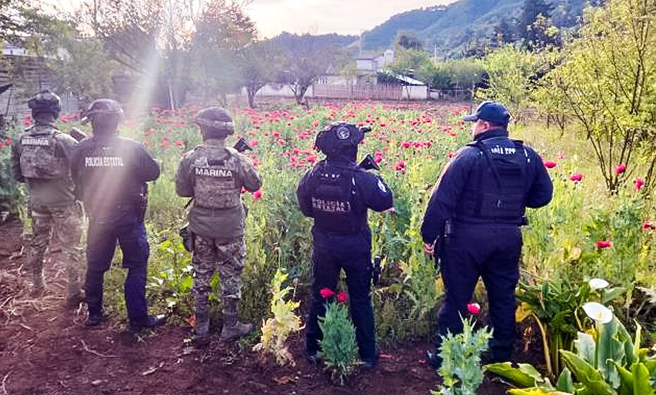 Patrullajes focalizados permiten asegurar plantío de amapola en Atempan