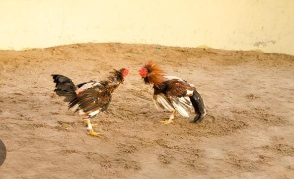 Con acción coordinada entre Bienestar Animal y Ahuatempan, suspenden pelea de gallos