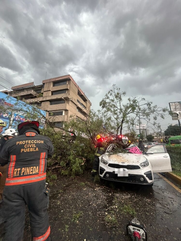 Cae árbol por intensas lluvias; reportan un muerto  y un lesionado en la Recta a Cholula
