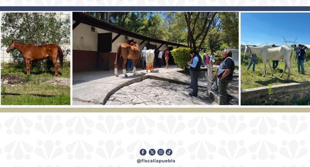 Asegura FGE dos caballos por presunto maltrato animal en Puebla capital