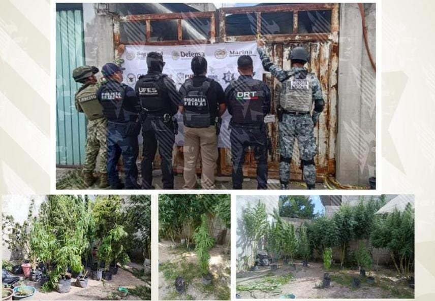 En operativo interinstitucional, asegura FGE inmueble utilizado para cultivo de marihuana en Puebla