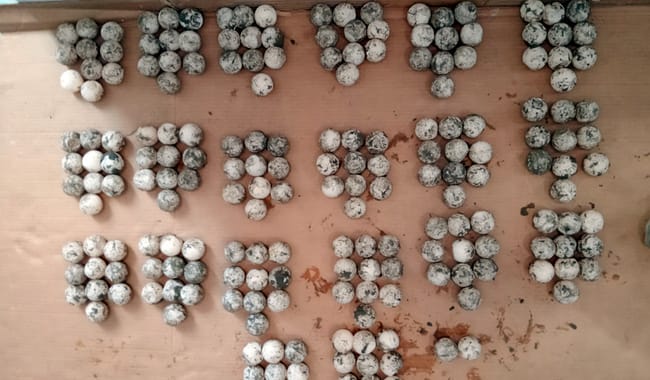 Emite Profepa dictamen pericial por saqueo de 202 huevos de tortuga marina golfina, en Guerrero