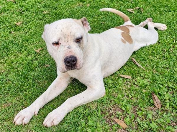 SEDIF asegura dos caninos en condiciones de abandono y llama a denunciar