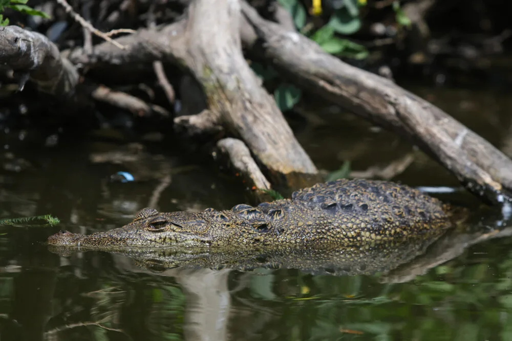 Cocodrilo juvenil es captado tomando el sol en la Laguna de San Baltazar