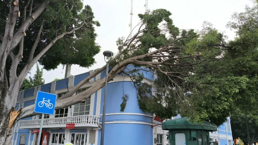 Cae árbol sobre edificio en el Ex Acuario; laboran cuerpos de emergencia