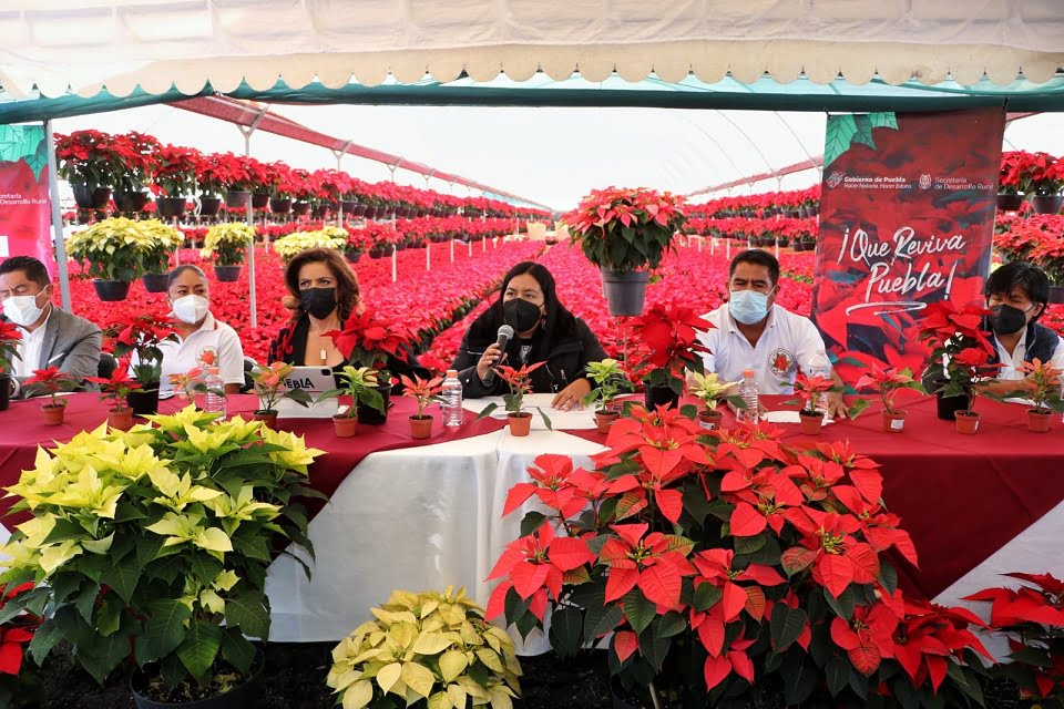 Puebla prevé derrama de 85 mdp por venta de Flor de Nochebuena para fin de año: SDR