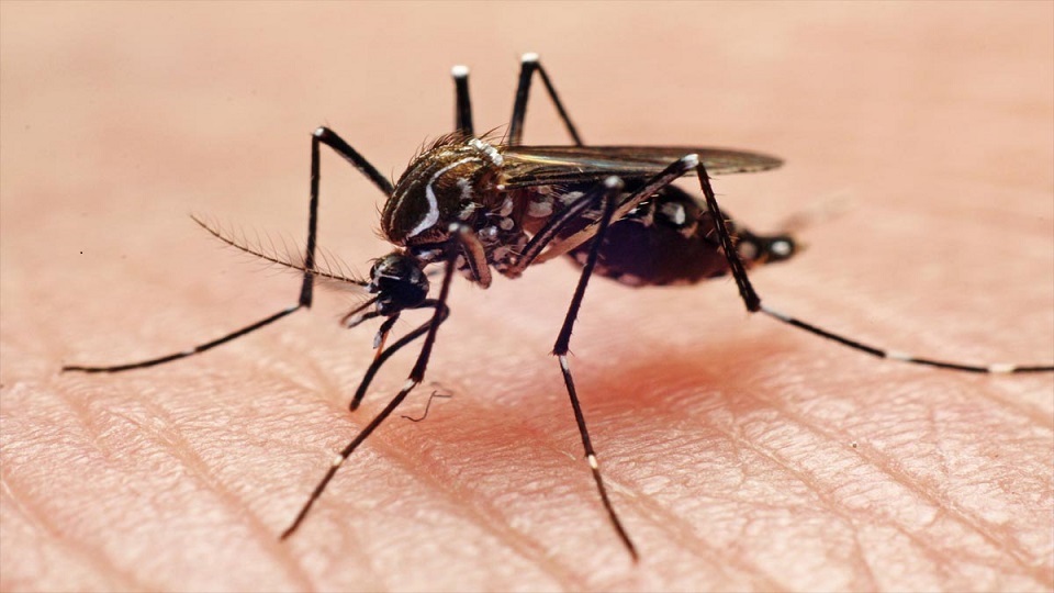 Puebla documenta 8 casos de Dengue, pacientes no están graves: Salud