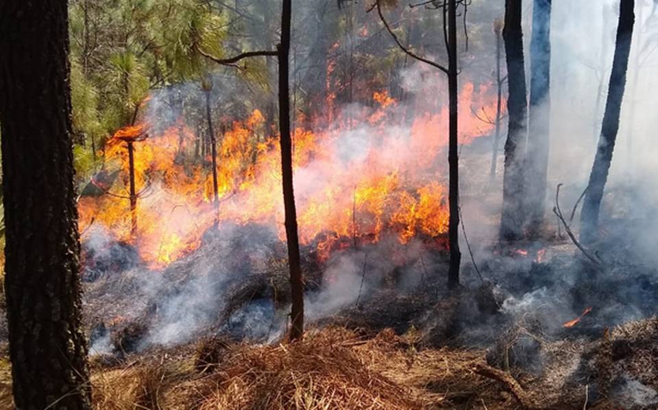 Puebla registra 274 incendios forestales en lo que va de 2024: Medio Ambiente