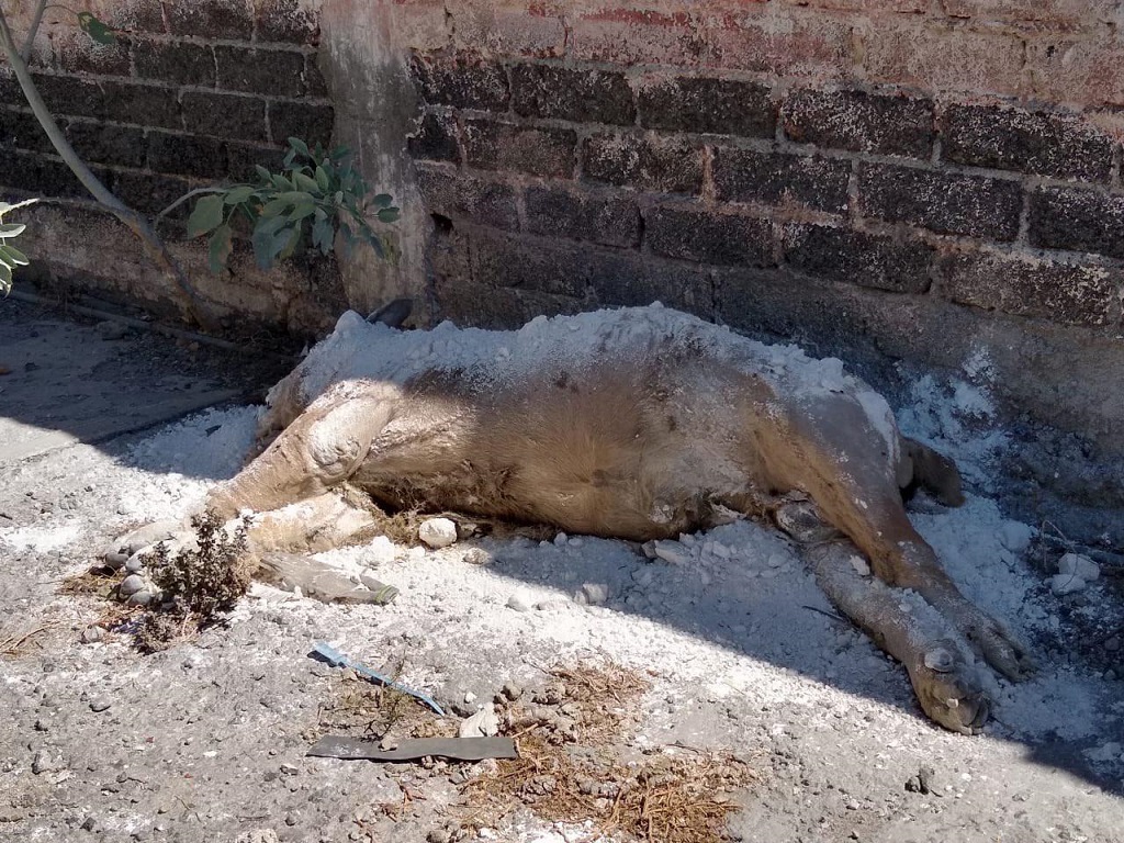 Aparece cadáver de león africano tirado en calles de Iztapalapa