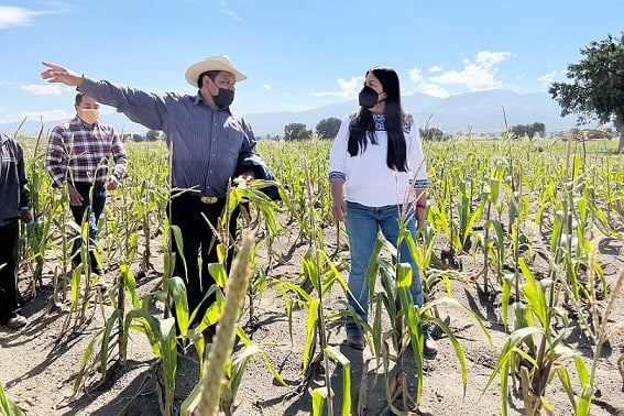 Indemniza SDR a 3 mil 400 productores por contingencias climatológicas en agosto