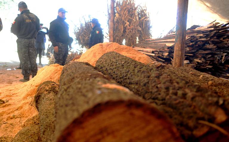 Sufren amenazas personal de Conanp por parte del crimen organizado dedicado a tala de árboles 