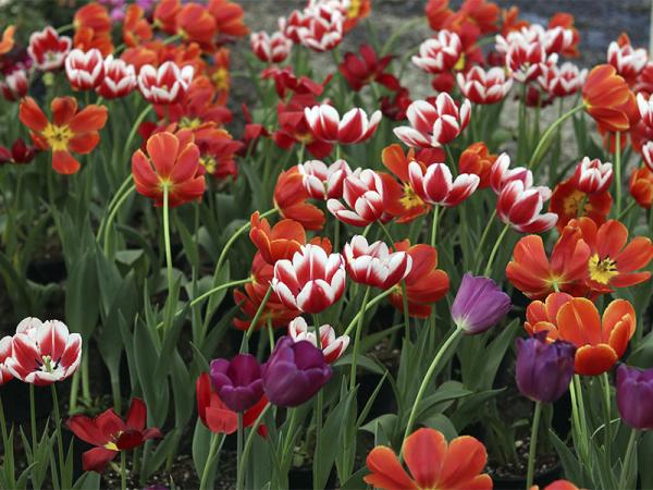 Cuenta Puebla con gran diversidad de flores para Día del Amor y la Amistad