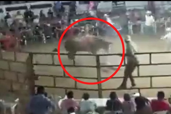 Muere jinete aplastado por un toro en un jaripeo en Chilpancingo, Guerrero