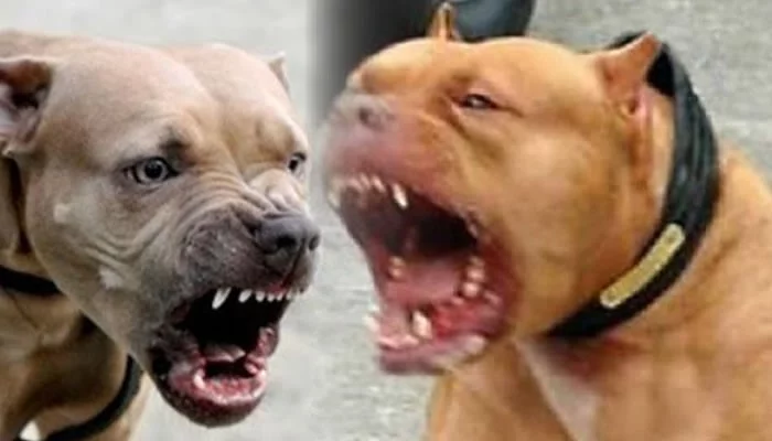 “Ataca pitbull a niño de cuatro años en Acatlán de Osorio”